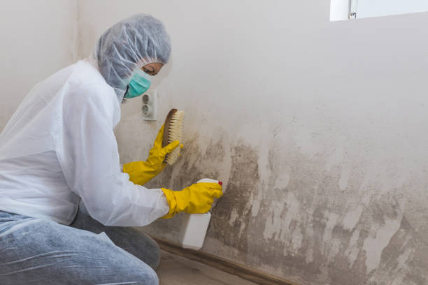 Best Basement Mold Remediation in Paloma Creek South, TX