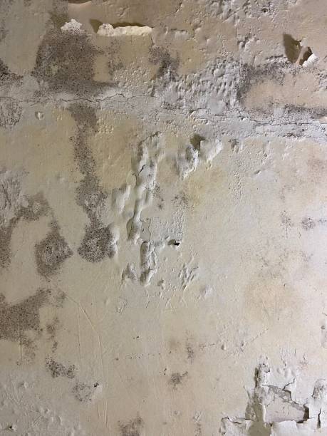 Best Health and Safety Mold Remediation in Paloma Creek South, TX