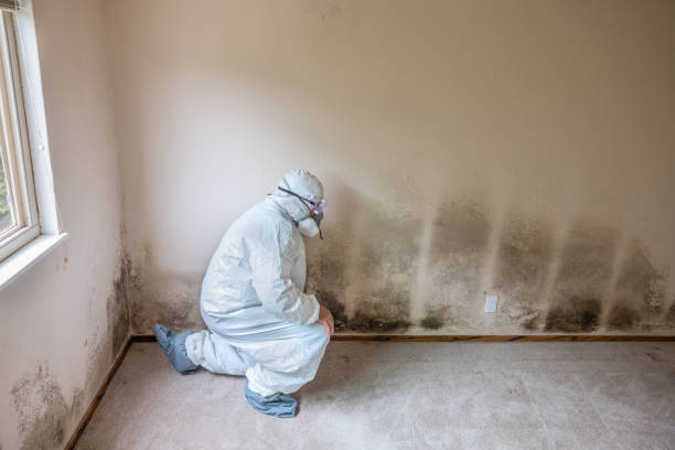 Best Post-Flood Mold Remediation in Paloma Creek South, TX