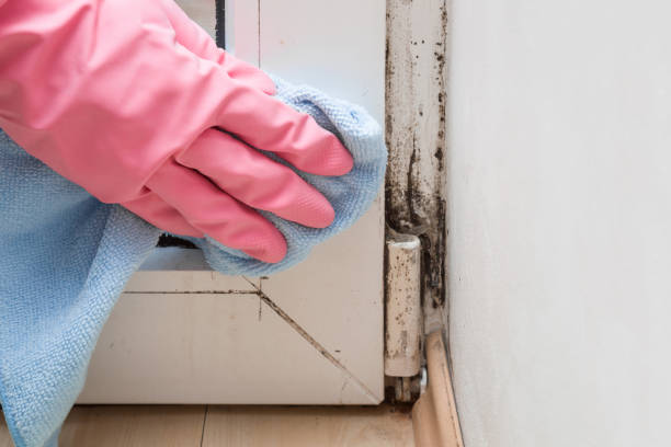 Best Localized Mold Remediation (e.g., coastal areas, humid climates) in Paloma Creek South, TX