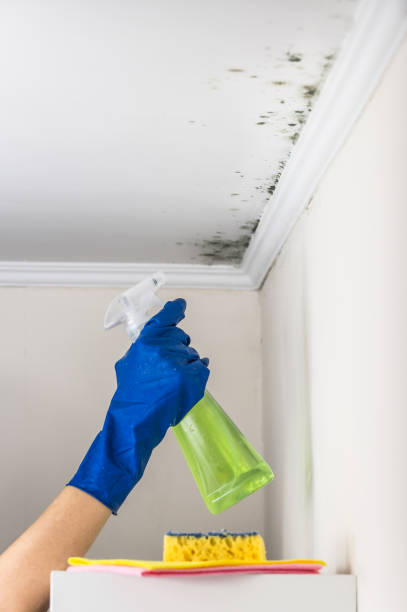 Best Mold Testing and Inspection Services in Paloma Creek South, TX